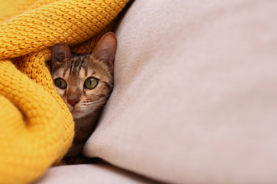 Hidden between blankets and cushions, cats feel safe and secure.