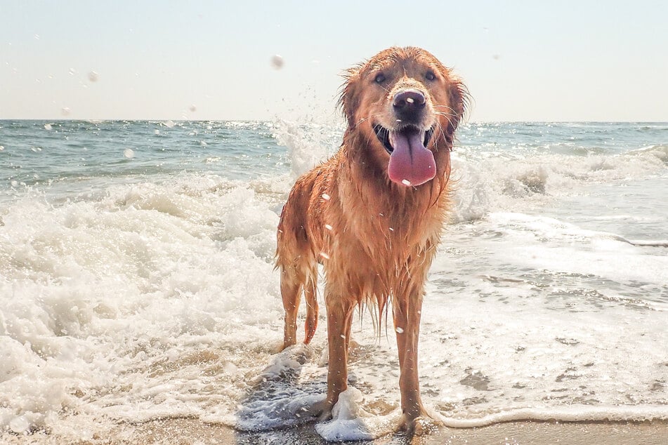 Look at this good boy! Isn't that just the friendliest face in the animal kingdom?