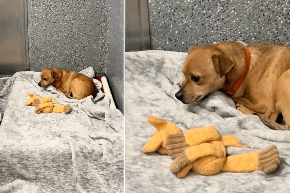 Little Milo the dog sits sadly in the corner and waits.