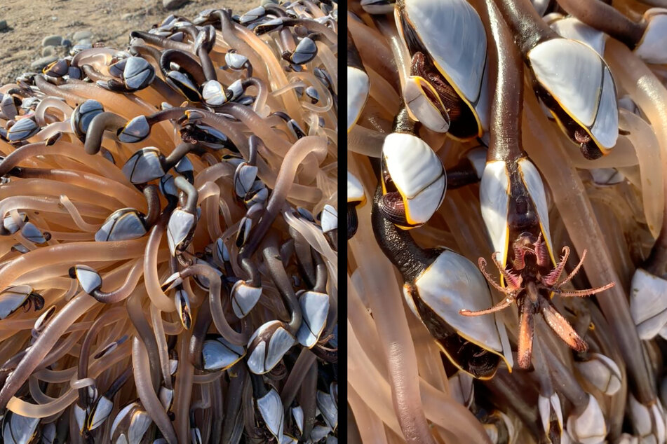 Vacationer discovers strange alien-like creatures on beach