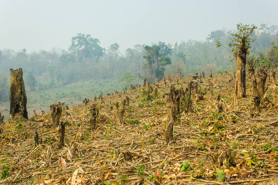COP26: World leaders agree to protect Earth's forests in landmark deal