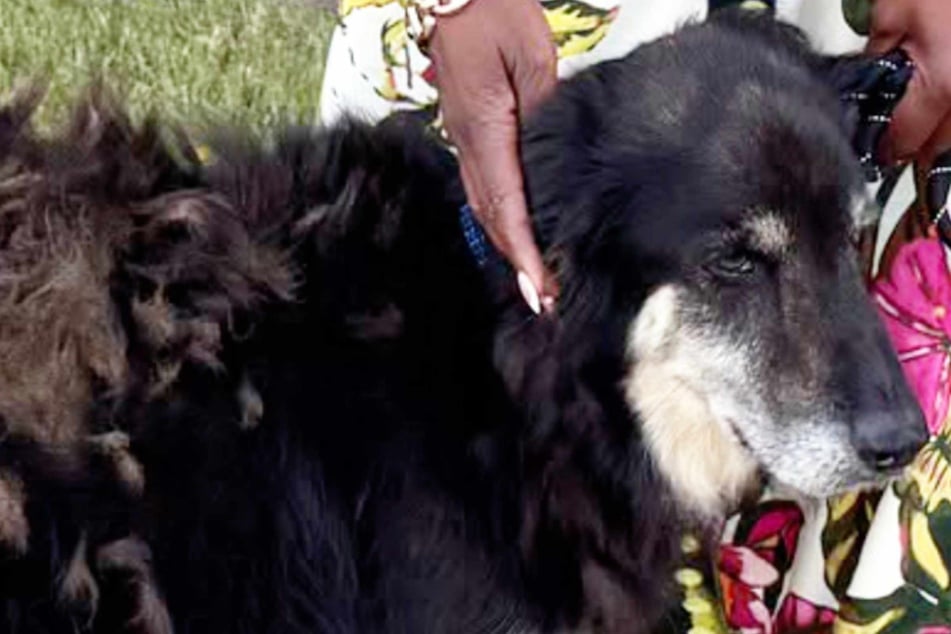 Dog goes missing for seven years before this miracle saves him: "Even after all this time, hope wasn't lost"