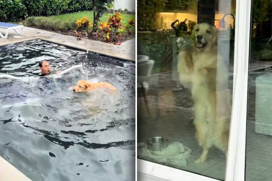 Corey Moriarty lands in the water, while the third Golden Retriever, Maverick, clearly wants to join in on the chaos!