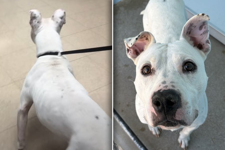 Lost dog reunites with loving owner after two long years, and his reaction is priceless