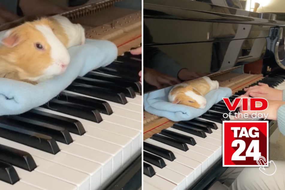 Viral Video of the Day for March 30, 2024: Adorable lullaby for a Guinea pig