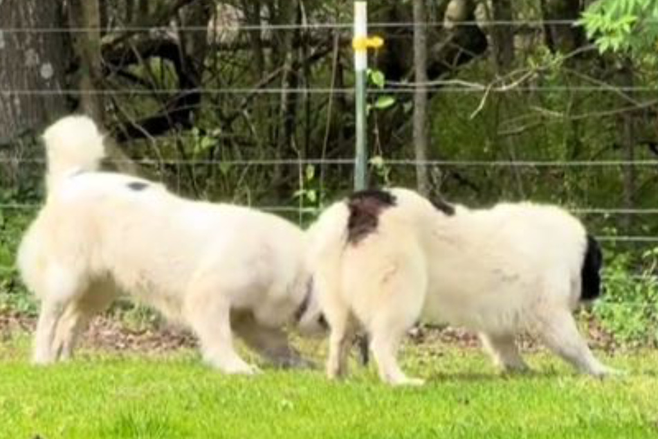Guard dogs sounded the alarm for the most hysterical reason!