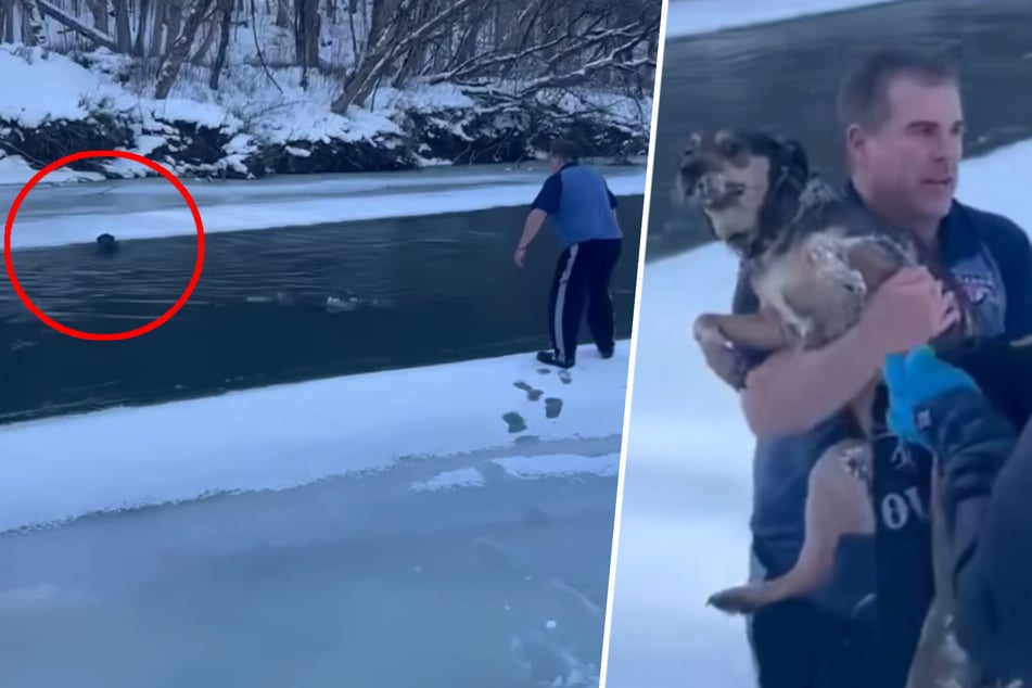Brave man jumps into icy river to save drowning dog!