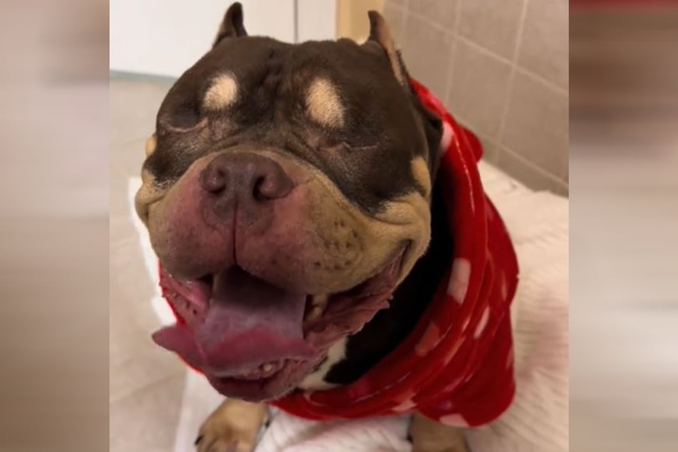 Denny has now found a new forever home with a North Carolina animal rescue operator.