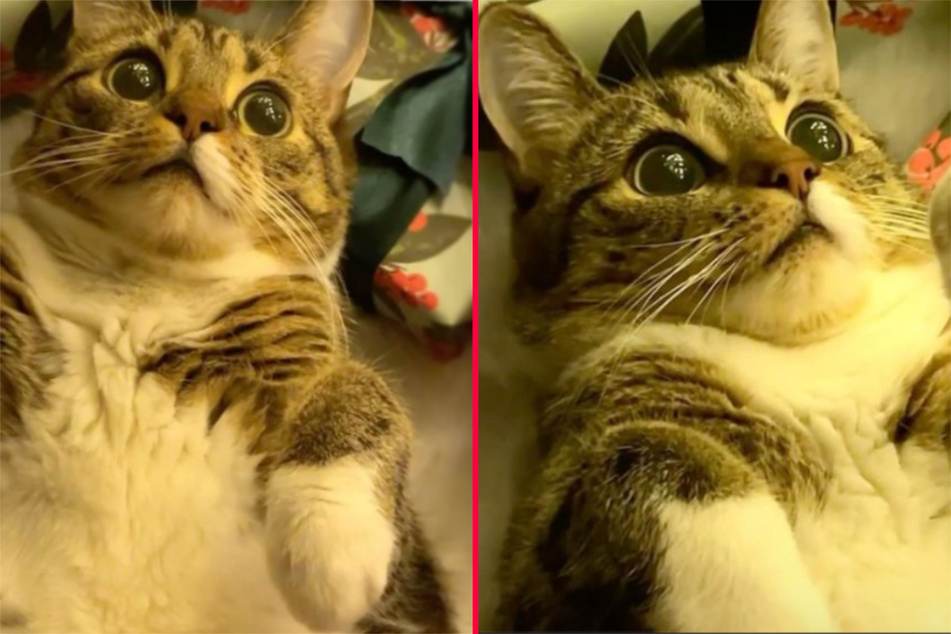Cat looking at Christmas tree lights stuns the internet