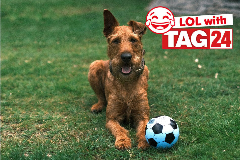 Joke of the Day for June 26, 2026: A World Cup pup!