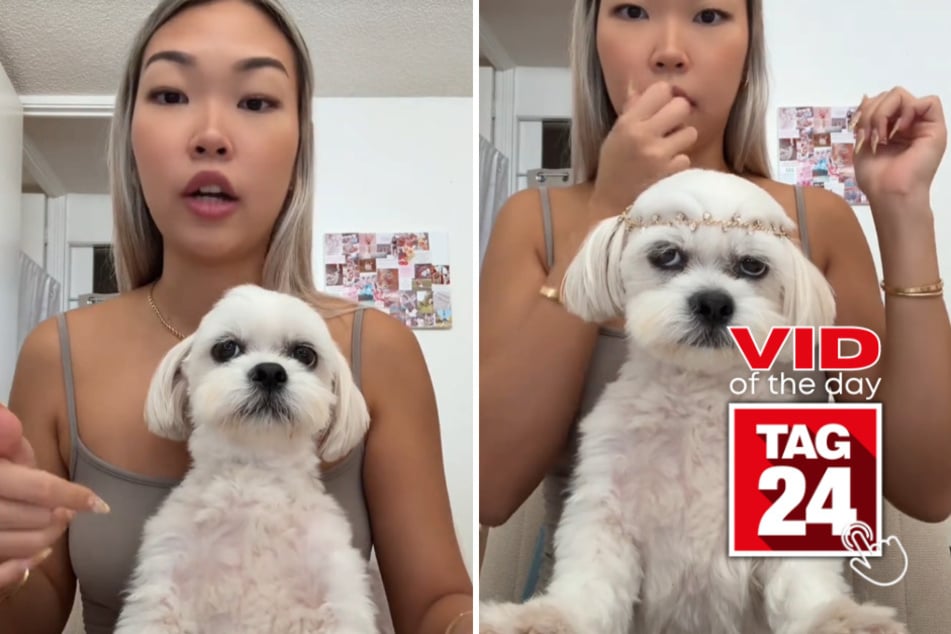 Viral Video of the Day for October 28, 2026: This dog is not impressed with his Halloween costume!