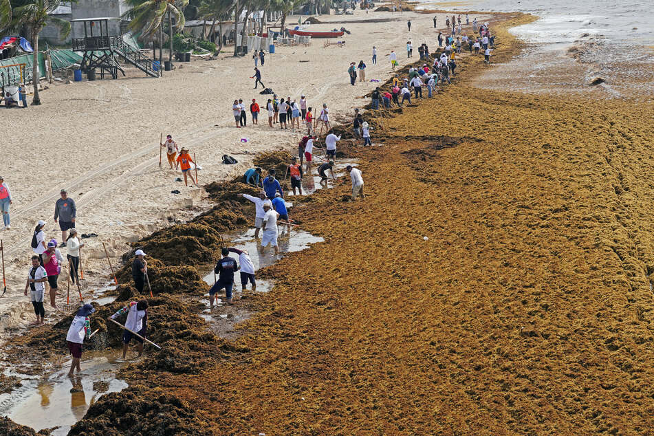 Mexico deploys navy ships to wage war on smelly seaweed plaguing beaches