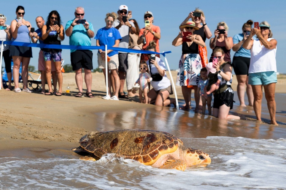 Diamond the sea turtle didn't hesitate long and raced back toward the sea.