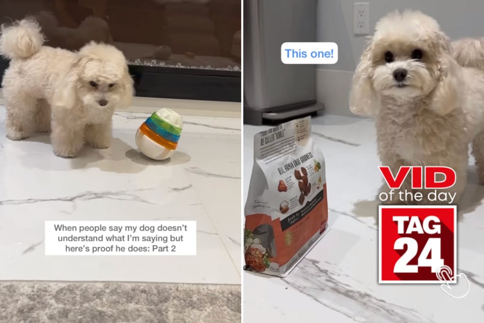 Viral Video of the Day for June 14, 2023: Dog astonishes TikTok with freaky language skills!