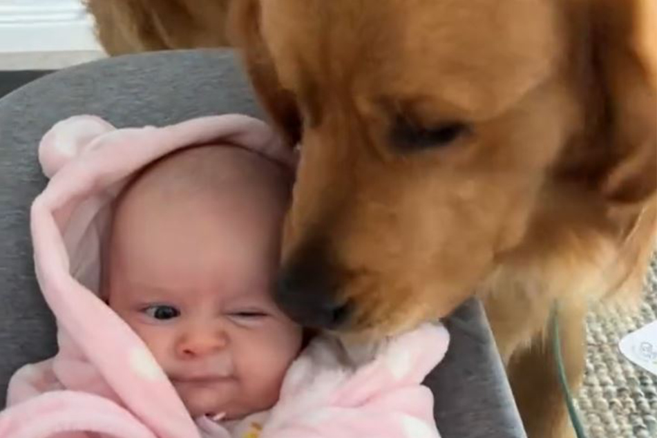 Golden retriever Mustard can't get enough of baby Mackenzie.