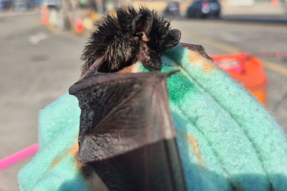 This little bat was in bad shape when rescued. 