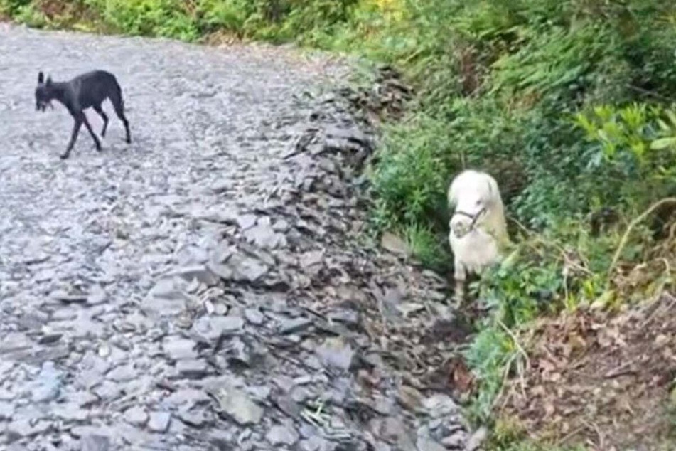 Insanely tiny pony found stranded scared and alone in roadside ditch