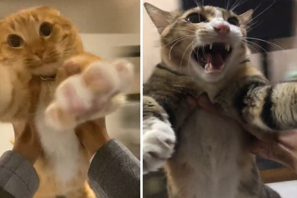 TikTok's viral cat trend sparks concern from animal activists