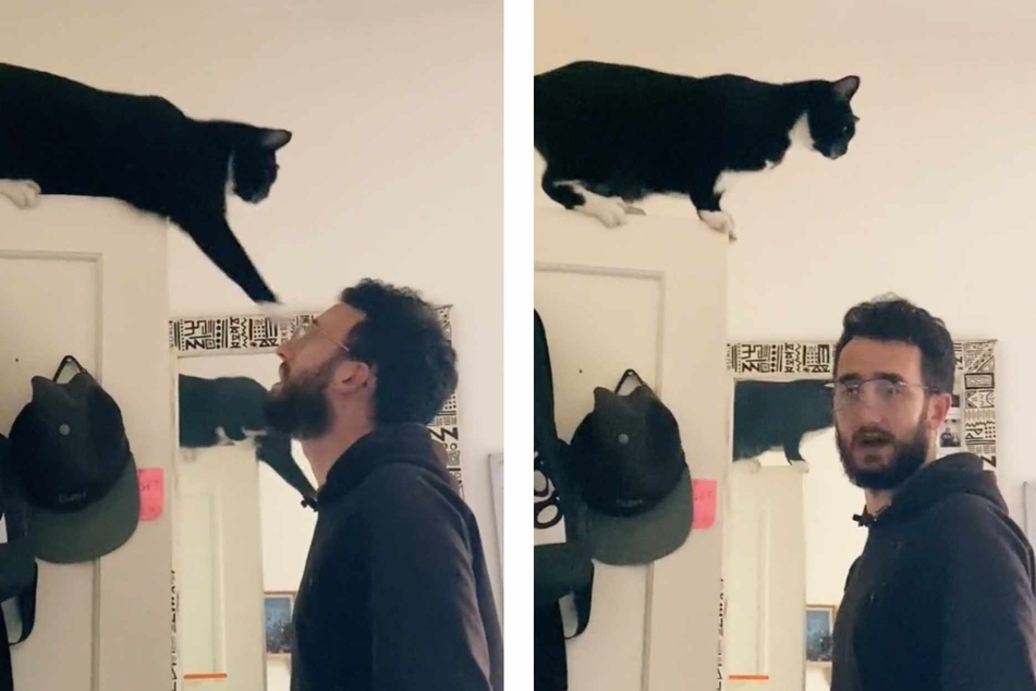 Cat "chose violence" after being told off by owner in hysterical TikTok video
