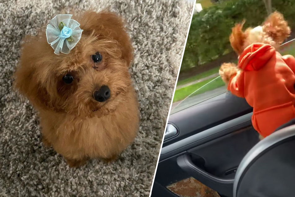 Doggone with the wind! Woman gets fright of a lifetime on a drive with her pet poodle
