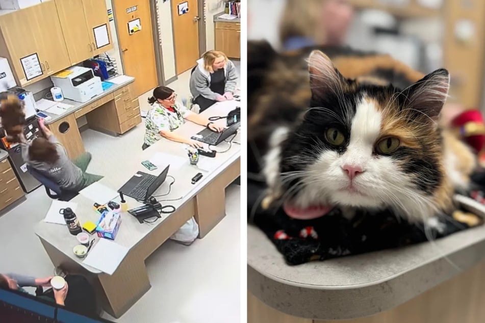 Cat falls from tall cabinet, and "superhero" vet leaps into action