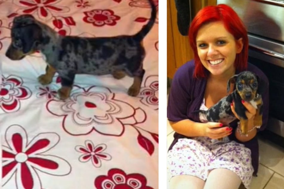 TikToker brings home dachshund puppy but uncovers the truth: "We got scammed!"