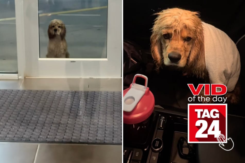 Viral Video of the Day for September 12, 2025: Gym-goer rescues dog – his transformation has TikTok in tears!