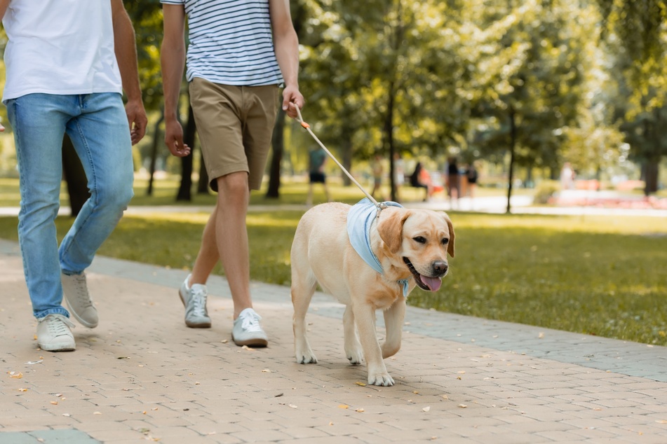 A warm-up for the muscles can prevent muscle soreness in dogs.