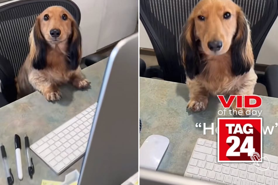 Viral Video of the Day for April 27, 2023: Bashful pup is Employee of the Year!
