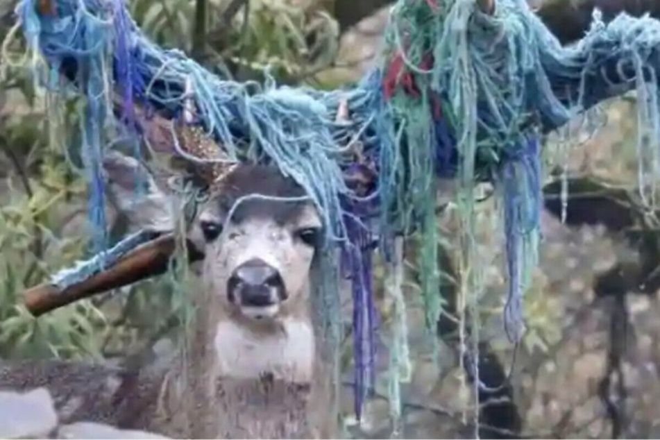 This poor deer had his antlers in a knot – what could be the cause?