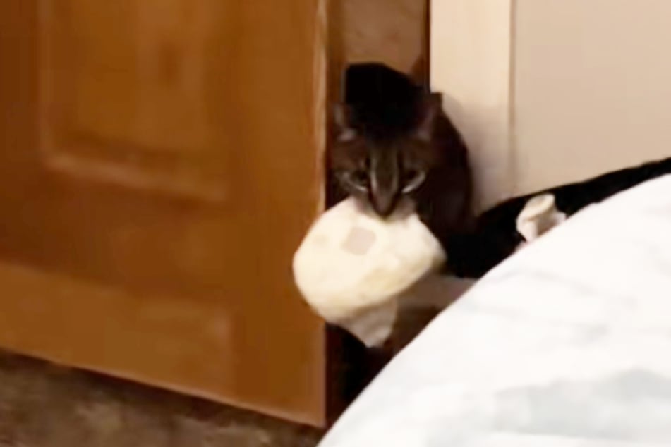 Noel the cat regularly brings her owner and the baby fresh diapers.