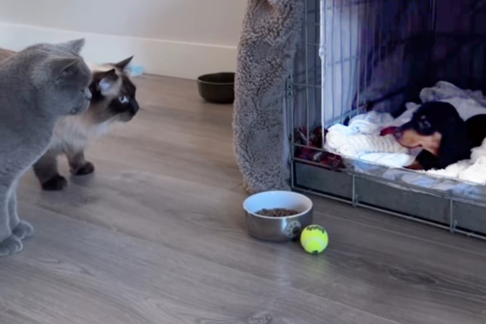 Cats Belle and Alphie look skeptically at the new puppy.