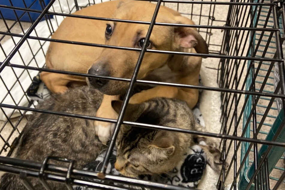 The dog Boris and cat Jenkins were placed together in a small cage.