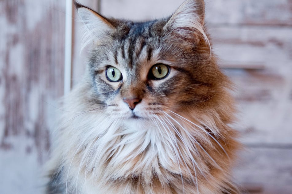 Maine Coons are famous for being absolutely massive cats.
