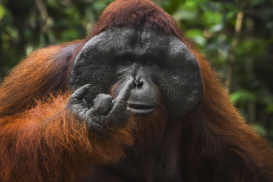 That's one spicy orangutan!