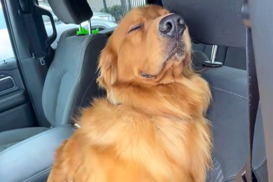 This clever pooch doesn't want to move.