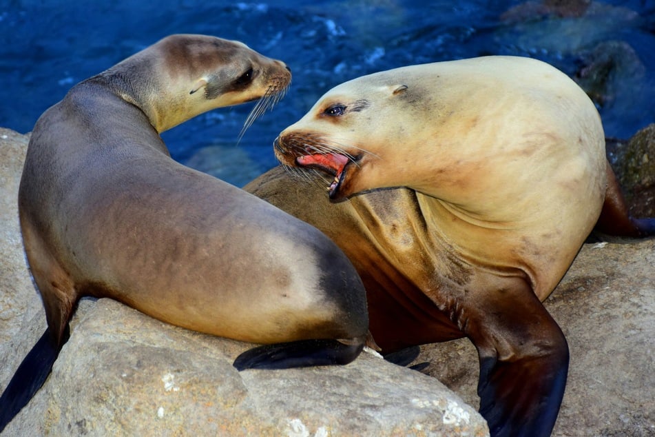 Sea lions are not naturally aggressive towards humans, but can get violent when infected with domoic acid toxicosis.