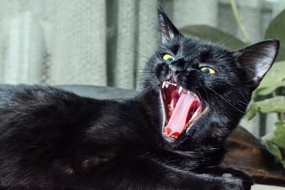 A black cat heroically saved a small dog from an attack by a coyote.