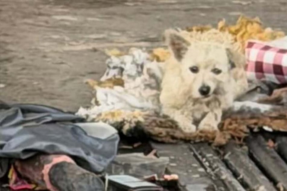 Abandoned dog living in filth begs animal rescuer to help him: "My heart absolutely broke"