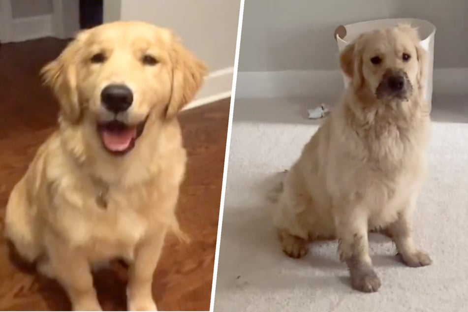Golden retriever pup makes a muddy mess after garden romp session!