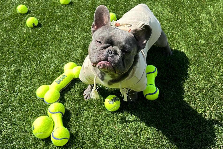 Looks like Foe Thee Stallion got spoiled for his birthday with lots of balls!