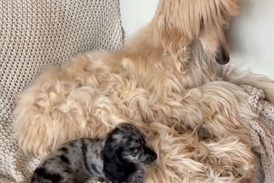 The dogs are said to be getting on much better now – although not always!