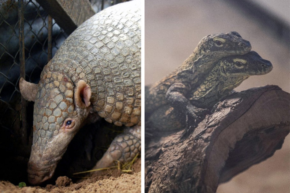 Over 100 live animals found smuggled in bag of airport passengers!