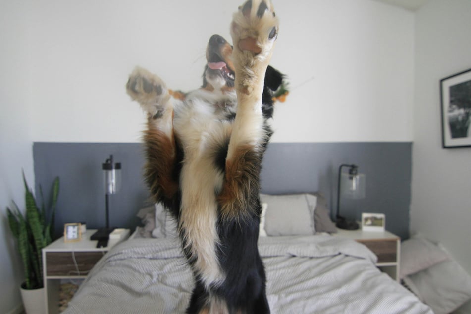 If your dog is behaving dangerously when having a zoomies attack, it's time to step in.