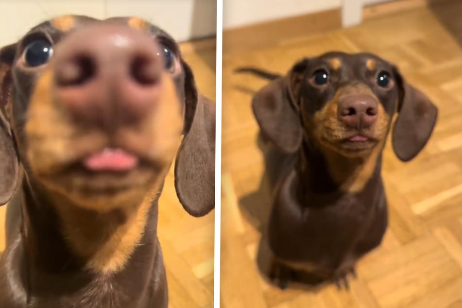 Sweet dog shows love for her human in the cutest possible way: "The little tongue!"