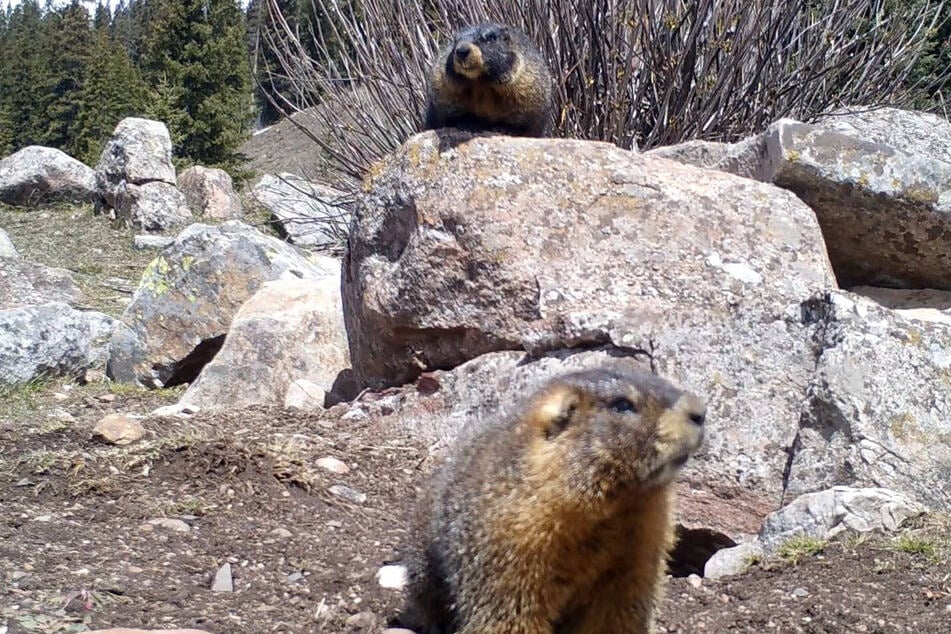 Scientists say marmots are the world's largest true hibernators
