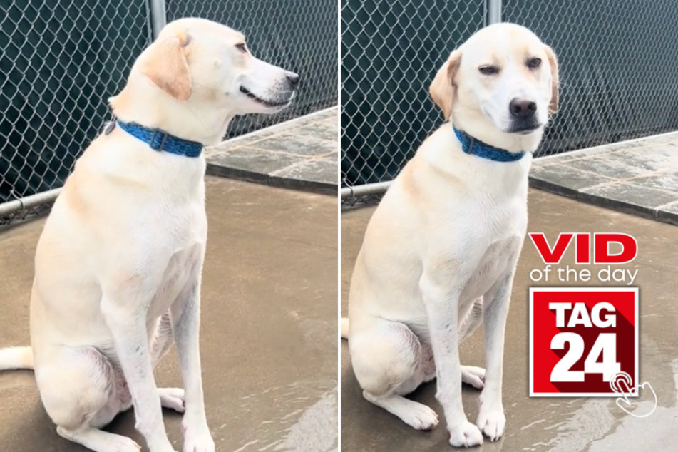 Viral Video of the Day for June 8, 2024: Dog mom catches pup "smiling" before doing the unexpected!