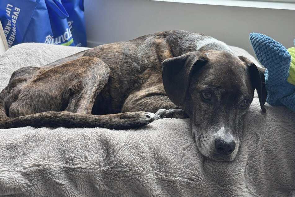 After Rocky had recovered from his exertions, he was allowed to return to his owners.