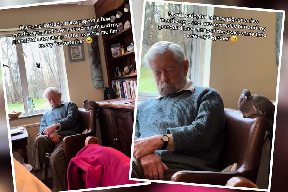 Rescued pigeon and grandpa's shared naps have the internet swooning!
