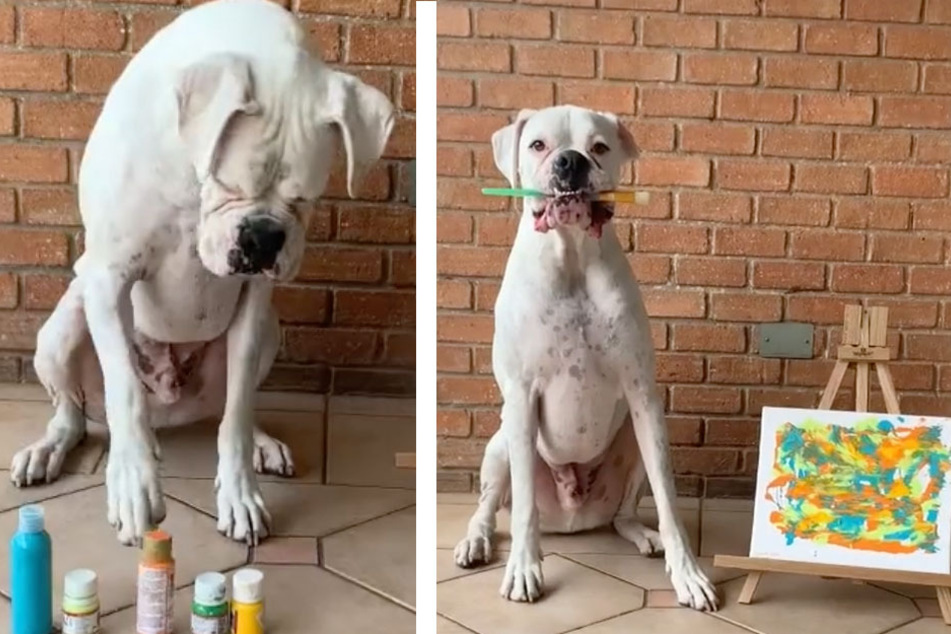 Dogs channel their inner Paw-casso in new TikTok challenge